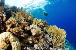 Coral Reef by Michael Baukloh 